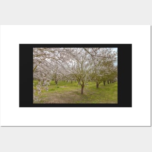 Almond Blossoms Posters and Art